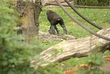 leipzig zoo-01_07_2011_zoo_allgemein_207